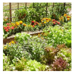 Paris - réunion de consommateur sur le jardinage - dédommagée 60€ - 15 mai  #jardinage #Paris #reuniondeconso