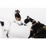 Paris - test sensoriel propriétaires de chien et/ou chat - rémunéré 35€ - jusqu'au 30 juillet 2018 #chien #cha...
