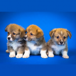 Lyon - entretien à domicile sur les chiots - dédommagé - février/mars 2019