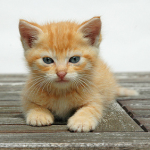 Paris - étude sur les chats - dédommagée 15€ -  9, 10, 11 ou 12 avril 2019