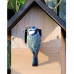 Paris - Nichoirs à oiseaux ou hôtels à insectes offerts - Plan Biodiversité pour Paris 2018 /2024