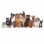 Paris - étude sur les chiens - dédommagée 80€ - septembre 2019