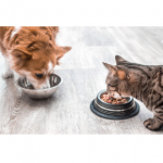 France entière - Questionnaire en ligne propriétaires de chiens et chats diabétiques - dédommagé 20€ - Novembr...