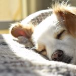 France entière - Test croquettes propriétaire de chien âge de 11 ans et plus - Dédommagé entre 25 et 55€ - Du ...