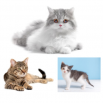 France entière - Participez à une plateforme en ligne sur les Chats - Dédommagée 140€ - Du 18 février au 8 mar...