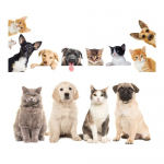 France entière - Étude en ligne sur les animaux de compagnie - Dédommagée 40€ - 23 ou 24 février 2021