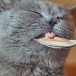 France entière - Nouveau test alimentaire pour chats - Dédommagé 15€ - Du 27 janvier au 9 février 2025
