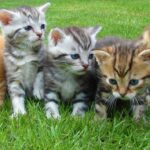 France entière - Pré-inscription : Test appétence de croquettes pour chatons - Février/mars 2025